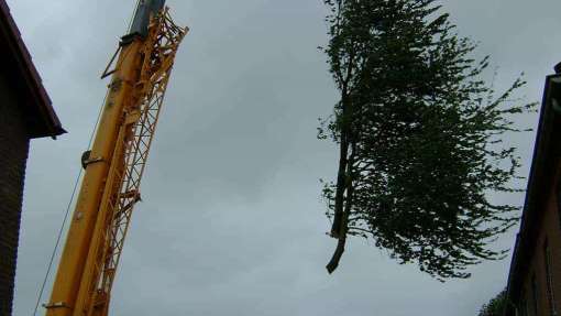 bomen rooien 